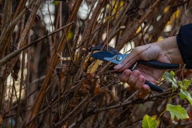 Kıştan önce çalıların ve ağaçların bakımı, bahçedeki makaslarla dalları budamak.