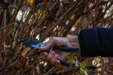 Kıştan önce çalıların ve ağaçların bakımı, bahçedeki makaslarla dalları budamak.