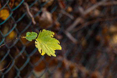 Kıştan önce çalıların ve ağaçların bakımı, bahçedeki makaslarla dalları budamak.
