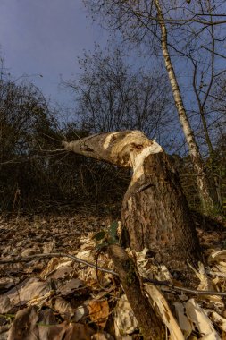 Kunduzların zararlı aktiviteleri, ağaç kesimleri, kunduzlar tarafından ısırılan ağaç dalları.