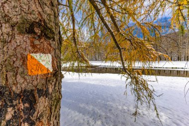 Winter in the mountains, a winter walk, landscape by the Vistula River in Ustron clipart