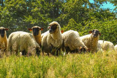 Koyunlar ve koçlar dağlardaki yeşil çimlerde otlarlar, Polan 'daki dağların yükseklerindeki bir patikadan koyunları geçirirler.