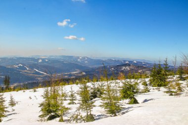 Uzun ağaçlar, çamlar, mavi gökyüzüne karşı çam ağaçları, dağlarda kış havası, kışın dağların manzarası.