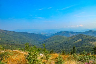 Silesian Beskids 'da bir dağ yolunda bahar bitkisi. Doğa kıştan sonra dağda canlanıyor.