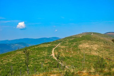 Spring vegetation on a mountain trail in the Silesian Beskids, nature reviving after winter in the mountain clipart