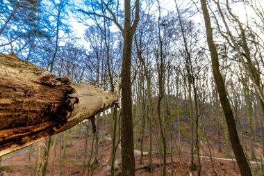 Gdynia yakınlarındaki Redlowski Kayalıkları 'nda yürüyüş yolu, turistler için patika, Birinci Dünya Savaşı' ndan beri ormanda gizlenmiş askeri anıtlar.