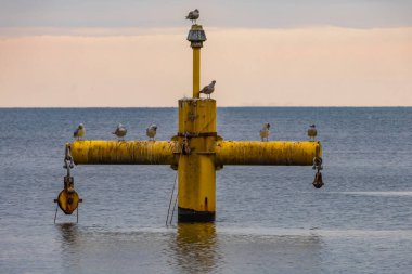 Gdynia Orlowo, Tricity, Pomerania 'daki turistik yerler, Baltık Se' nin ortasındaki kuşlar.