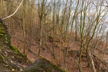 Gdynia yakınlarındaki Redlowski Kayalıkları 'nda yürüyüş yolu, turistler için patika, Birinci Dünya Savaşı' ndan beri ormanda gizlenmiş askeri anıtlar.