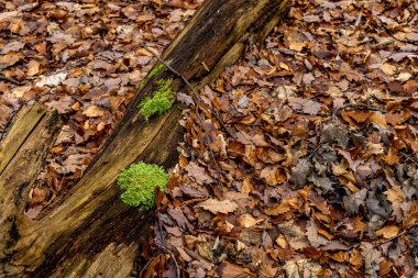 Gdynia yakınlarındaki Redlowski Kayalıkları 'nda yürüyüş yolu, turistler için patika, Birinci Dünya Savaşı' ndan beri ormanda gizlenmiş askeri anıtlar.