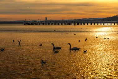 Gdynia Orlowo 'nun renkli manzarası, gün batımı iskelesi, Baltık Se' de yüzen kuğular.