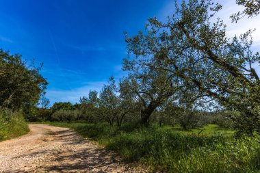 Vahşi kayalık plajı, Istrian Yarımadası, kristal mavi su, turistler için erişilmesi zor bir yer.