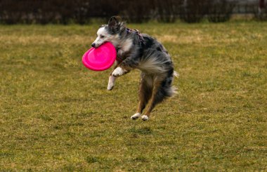 Bahçede bir köpekle oynamak, köpeğe dart atmak, memesinde top yakalayan bir köpek.