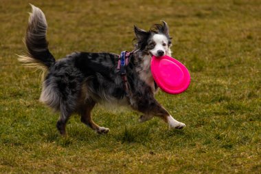 Bahçede bir köpekle oynamak, köpeğe dart atmak, memesinde top yakalayan bir köpek.