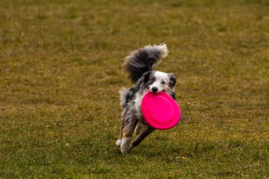 Bahçede bir köpekle oynamak, köpeğe dart atmak, memesinde top yakalayan bir köpek.