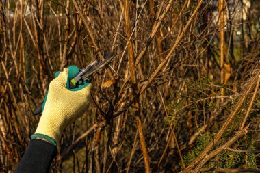Bahçedeki dalları kesmek için makas, bahçeyi düzenlemek, baharda eski dalları kesmek, bir kadın meyve bahçesinde çalışıyor, budama ağacı.