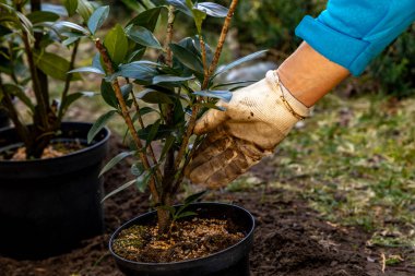 Toprağı yeni kiraz çalıları dikmek için hazırlıyorum, toprağı kazıyorum, Laurel Cherry 'de bahçeyi düzenliyorum, Laurel Cherr.