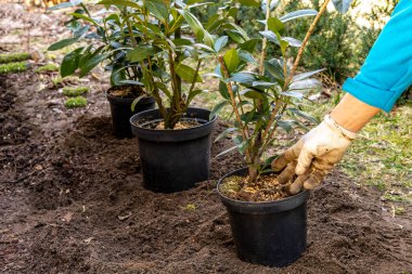 Toprağı yeni kiraz çalıları dikmek için hazırlıyorum, toprağı kazıyorum, Laurel Cherry 'de bahçeyi düzenliyorum, Laurel Cherr.