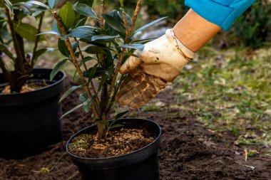 Toprağı yeni kiraz çalıları dikmek için hazırlıyorum, toprağı kazıyorum, Laurel Cherry 'de bahçeyi düzenliyorum, Laurel Cherr.
