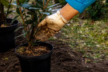 Toprağı yeni kiraz çalıları dikmek için hazırlıyorum, toprağı kazıyorum, Laurel Cherry 'de bahçeyi düzenliyorum, Laurel Cherr.