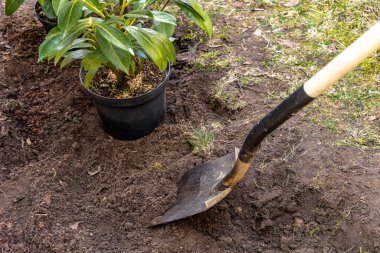 Toprağı yeni kiraz çalıları dikmek için hazırlıyorum, toprağı kazıyorum, Laurel Cherry 'de bahçeyi düzenliyorum, Laurel Cherr.