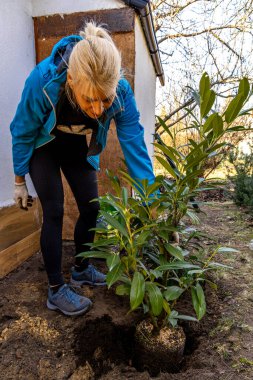 Mavi bluzlu bir kadın yere kiraz ağacı dikiyor, bahçeye ekilen yeni çalıları gübreliyor, orchar 'da bakım işleri yapıyor.