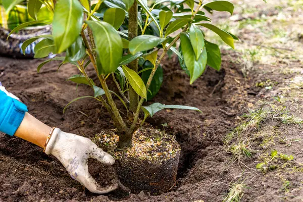 Mavi bluzlu bir kadın yere kiraz ağacı dikiyor, bahçeye ekilen yeni çalıları gübreliyor, orchar 'da bakım işleri yapıyor.