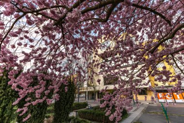Czestochowa, Polonya - 4 Mart 2025 - Czestochowa belediye binası, belediye başkanının merkezi, şehir yetkilileri