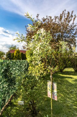 Hakuro nishiki, bahçeye Japon ağaçları dikiyor.