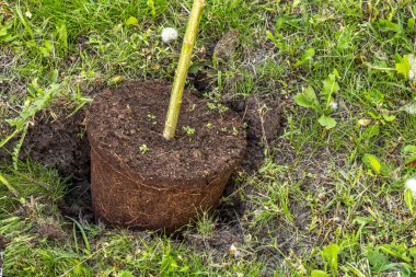 Hakuro nishiki, bahçeye Japon ağaçları dikiyor.