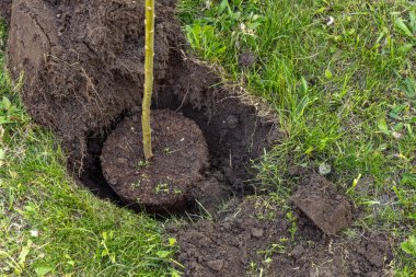 Hakuro nishiki, bahçeye Japon ağaçları dikiyor.