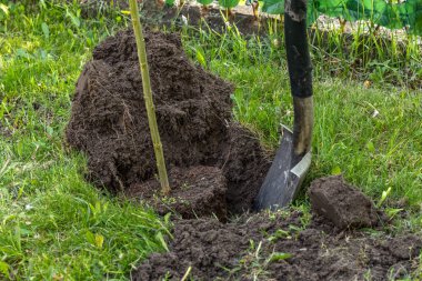 Hakuro nishiki, bahçeye Japon ağaçları dikiyor.