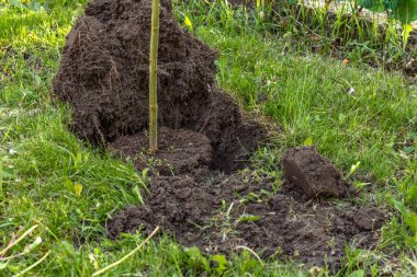 Hakuro nishiki, bahçeye Japon ağaçları dikiyor.