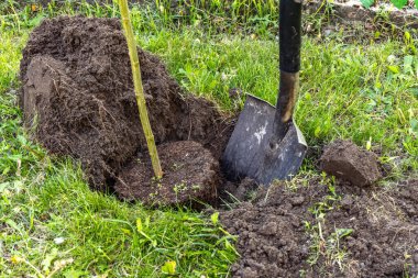 Hakuro nishiki, bahçeye Japon ağaçları dikiyor.