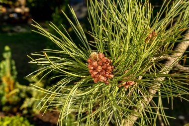 Genç kozalaklar, ladin, uzun yeşil iğneler, batan suyun ışığında