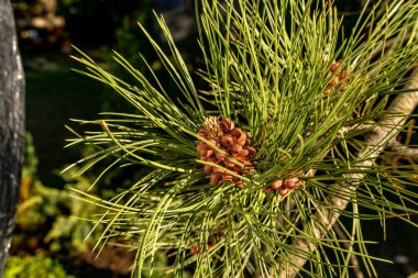 Genç kozalaklar, ladin, uzun yeşil iğneler, batan suyun ışığında