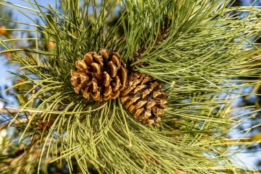 Genç kozalaklar, ladin, uzun yeşil iğneler, batan suyun ışığında