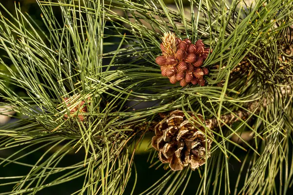 Genç kozalaklar, ladin, uzun yeşil iğneler, batan suyun ışığında