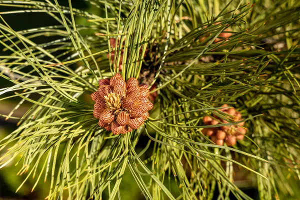Genç kozalaklar, ladin, uzun yeşil iğneler, batan suyun ışığında