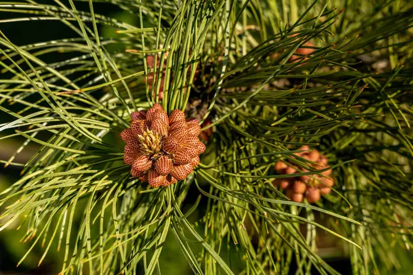 Genç kozalaklar, ladin, uzun yeşil iğneler, batan suyun ışığında