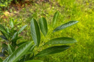 Bahçede yeşil kiraz defne çalıları, meyve bahçesinde bir çit olarak süsleme kiraz defne çalıları, yaz bahçesi için hızlı büyüyen bitkiler