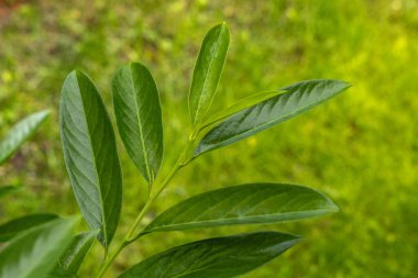 Bahçede yeşil kiraz defne çalıları, meyve bahçesinde bir çit olarak süsleme kiraz defne çalıları, yaz bahçesi için hızlı büyüyen bitkiler
