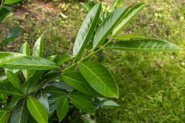 Bahçede yeşil kiraz defne çalıları, meyve bahçesinde bir çit olarak süsleme kiraz defne çalıları, yaz bahçesi için hızlı büyüyen bitkiler