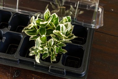 Kalıp tohumları için plastik kaplar, nakil tesisleri, topraklı plastik tencereler.