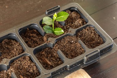 Kalıp tohumları için plastik kaplar, nakil tesisleri, topraklı plastik tencereler.