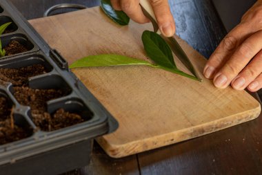 Kalıp tohumları için plastik kaplar, nakil tesisleri, topraklı plastik tencereler.