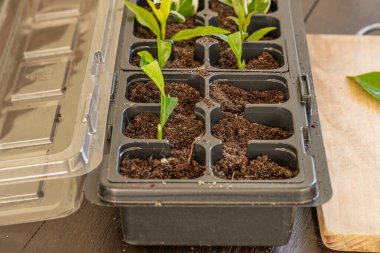 Kalıp tohumları için plastik kaplar, nakil tesisleri, topraklı plastik tencereler.