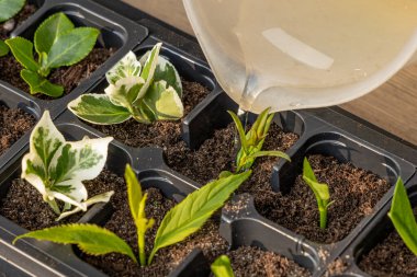 Kalıp tohumları için plastik kaplar, nakil tesisleri, topraklı plastik tencereler.