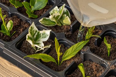 Kalıp tohumları için plastik kaplar, nakil tesisleri, topraklı plastik tencereler.