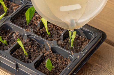 Kalıp tohumları için plastik kaplar, nakil tesisleri, topraklı plastik tencereler.