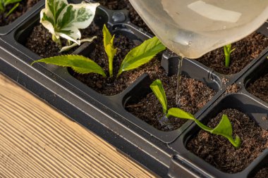 Kalıp tohumları için plastik kaplar, nakil tesisleri, topraklı plastik tencereler.